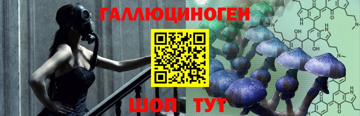 Галлюциногенные грибы Psilocybe Зима
