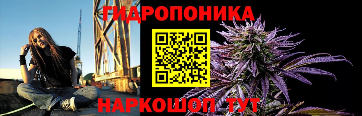 Конопля индика Зима